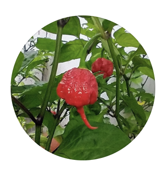 La Logia Carolina Reaper